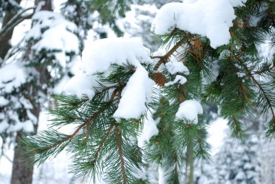 Pinus pungens - borovice pichlavá - zima